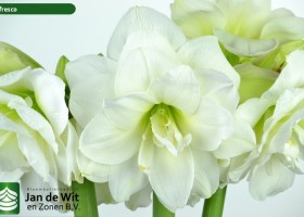 hippeastrum Alfresco ® (2)